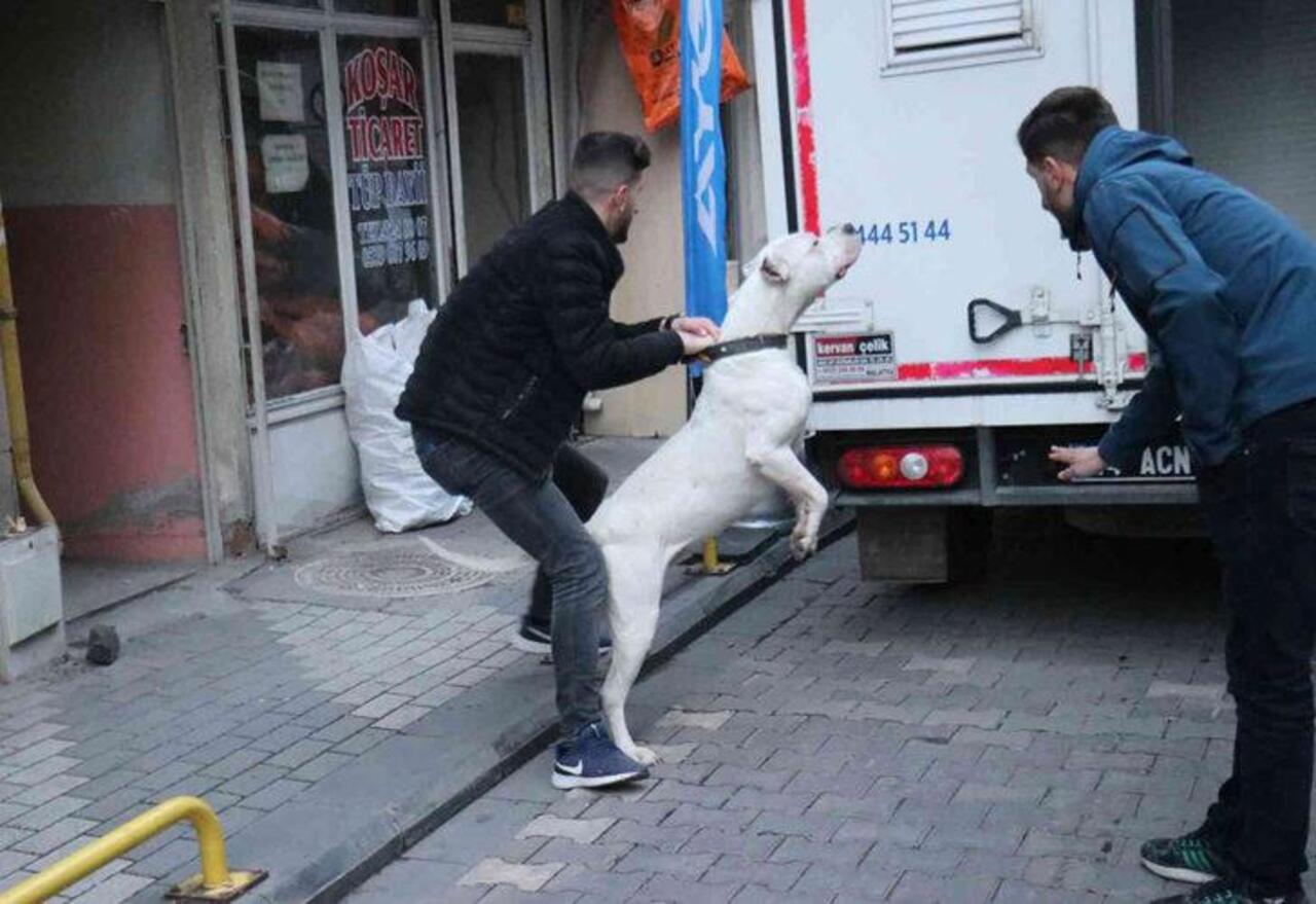 Malatya'da yan baktın kavgasında pitbull köpeğini saldı!