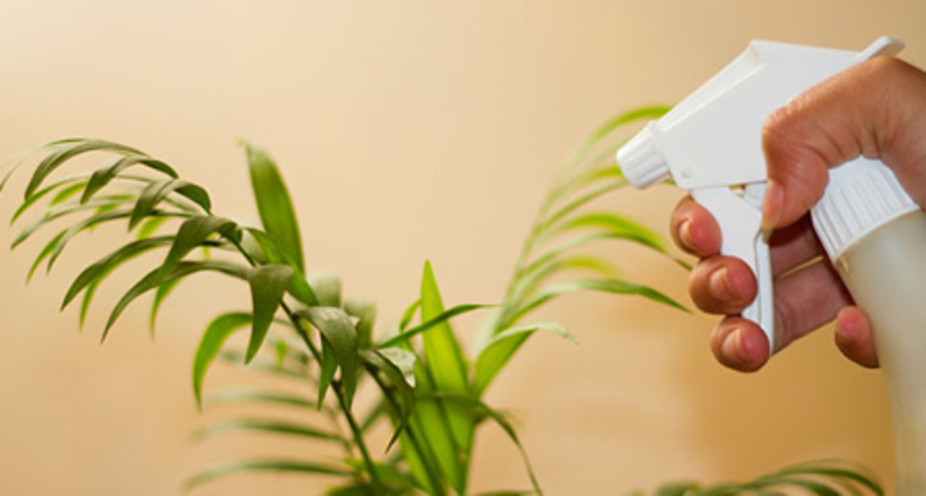 Arap sabunu bitkilerde nasıl kullanılmaktadır?