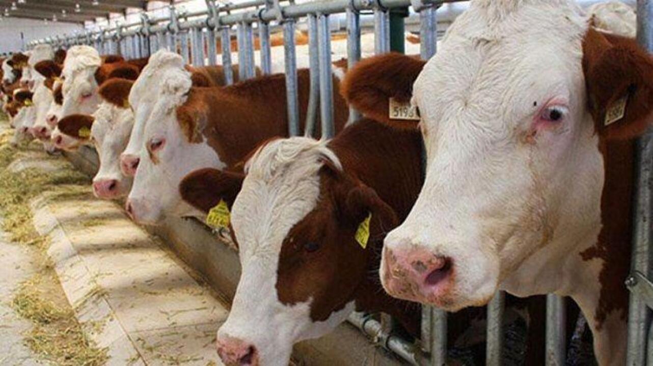 Devletten 2 yıl geri ödemesiz kredi, 400 bin liraya kadar hibe desteği!